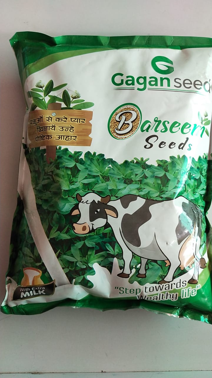 Barseem seed